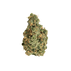 avaay 31/1 SCG Super Citra G